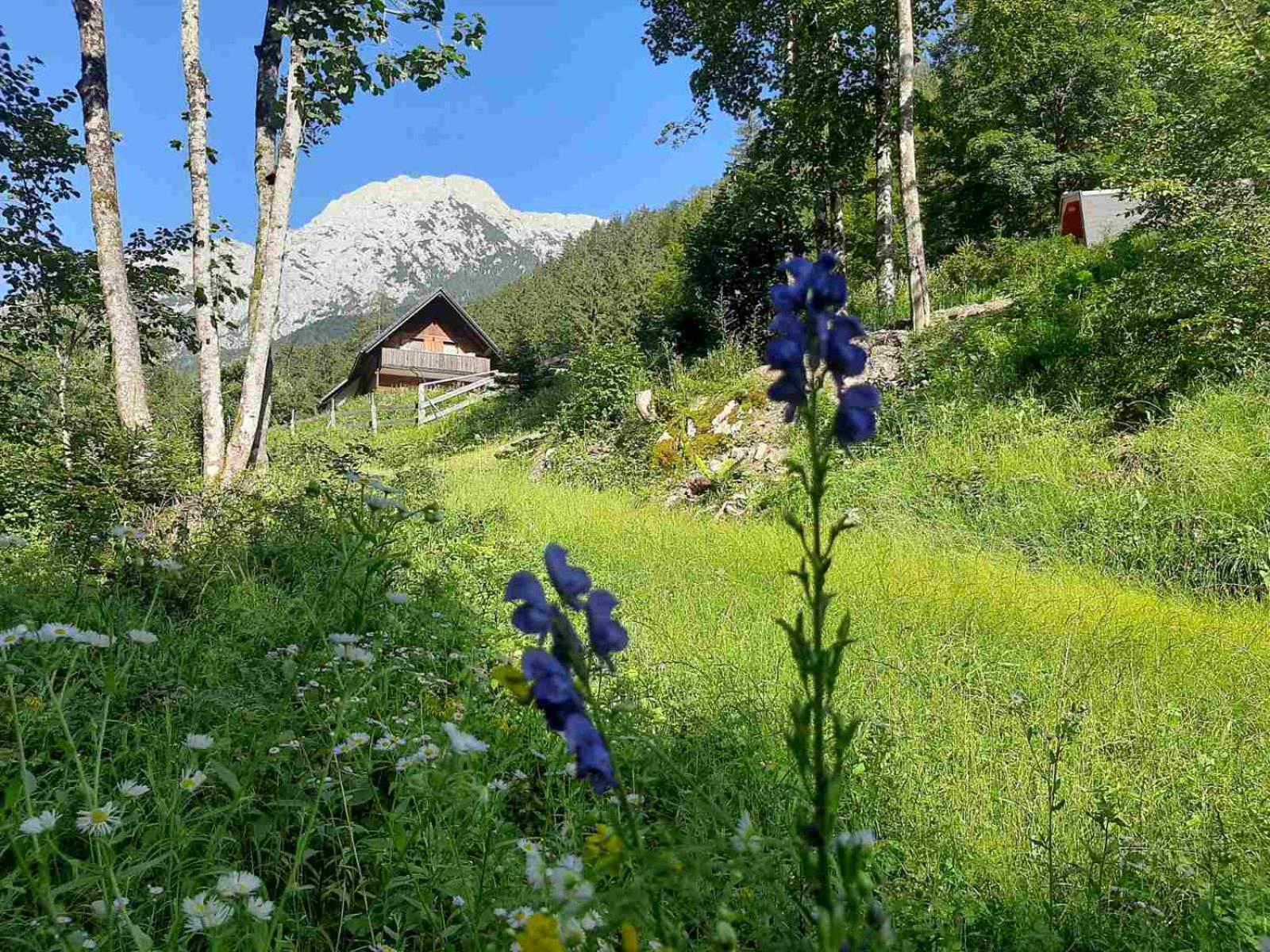 Camping & Glamping Grintovec Preddvor Eksteriør billede